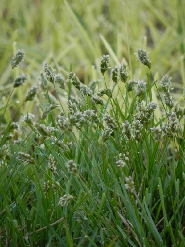 Sesleria caerulea