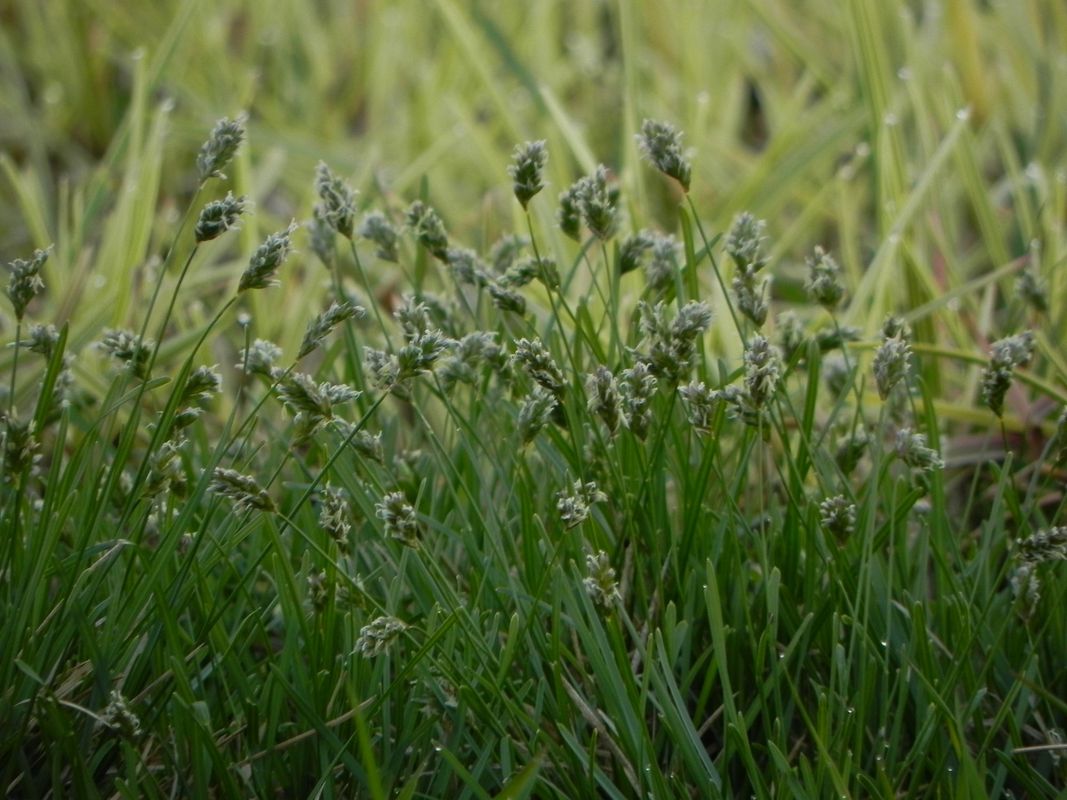 Sesleria caerulea