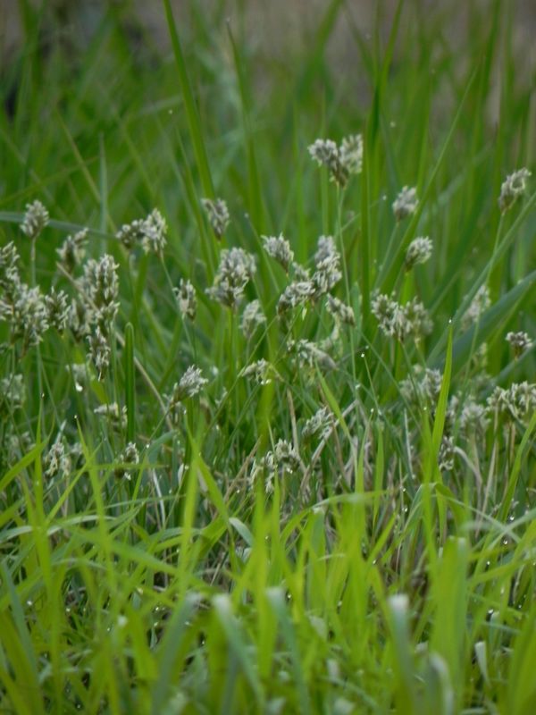 Sesleria caerulea