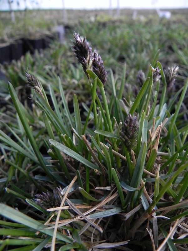 Sesleria caerulea