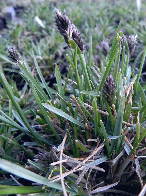 Sesleria caerulea
