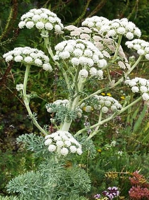 Seseli gummiferum