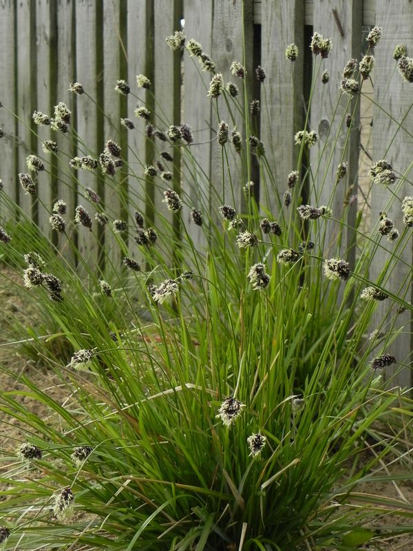 Sesleria heufleriana