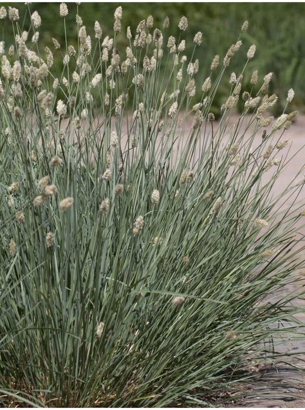 Sesleria nitida