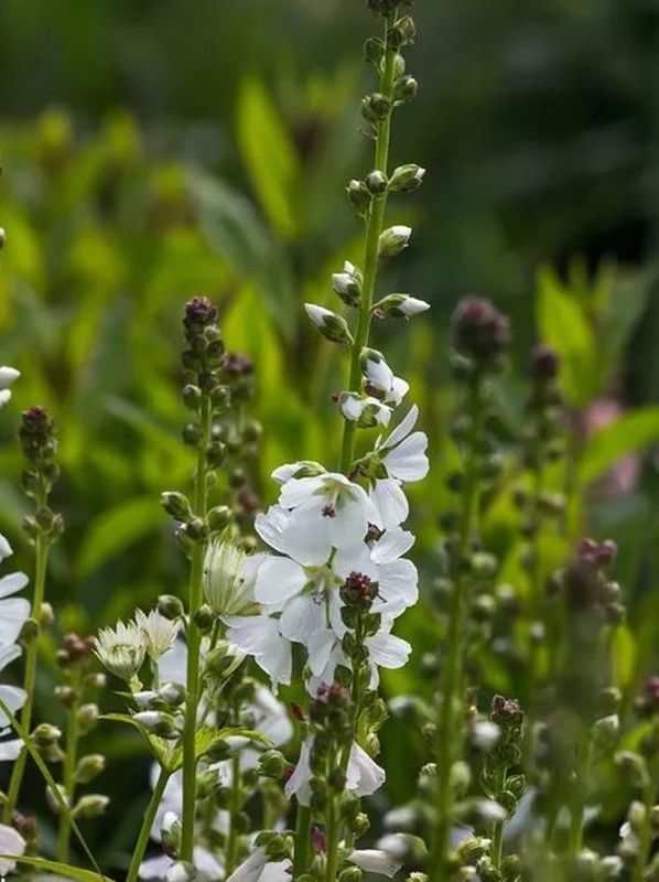 Sidalcea candida ‘Bianca’