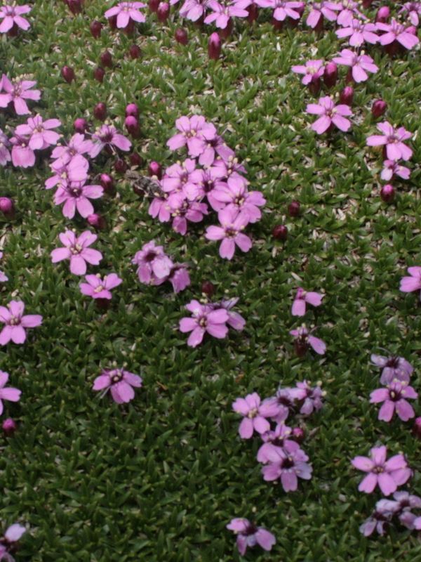 Silene acaulis
