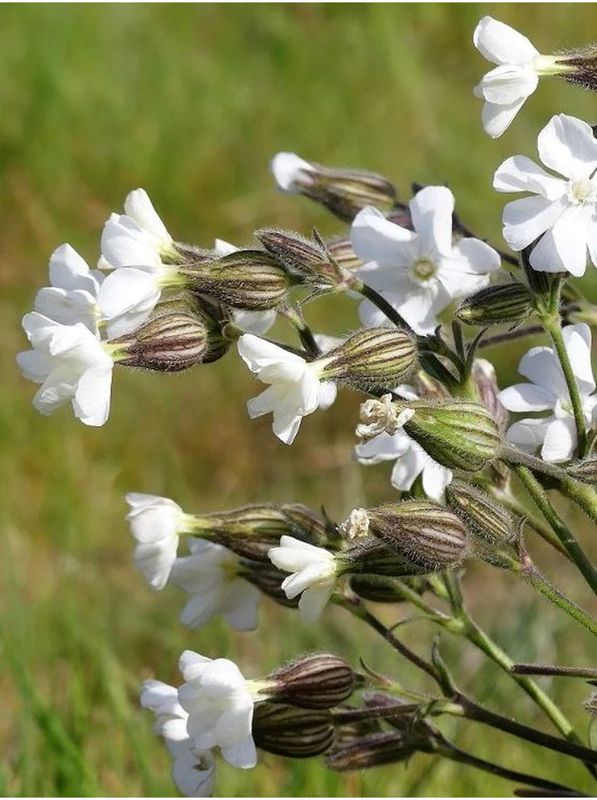 Silene alba