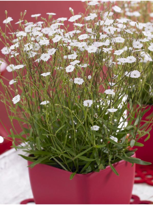 Silene alpestris ‘Starry Dreams’
