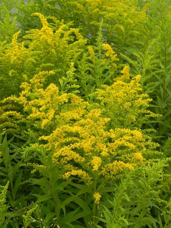 Solidago canadensis ‘Goldkind’
