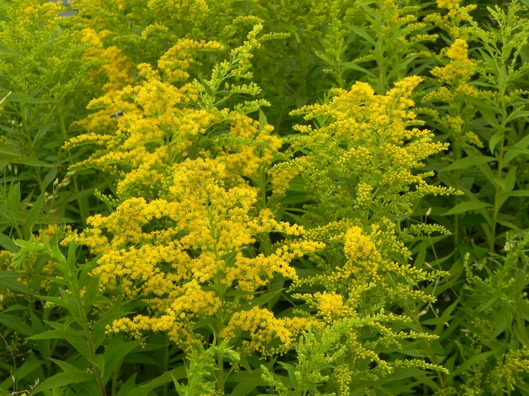 Solidago canadensis ‘Goldkind’