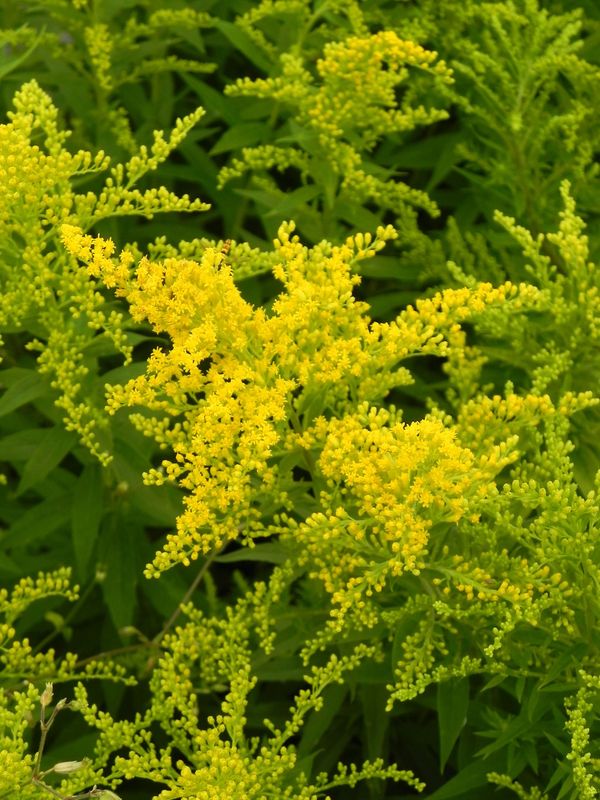 Solidago canadensis ‘Goldkind’