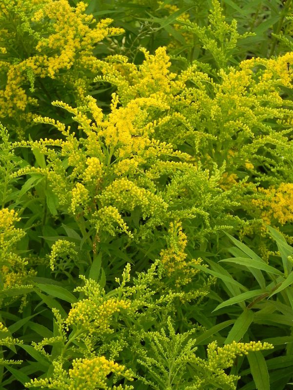 Solidago canadensis ‘Goldkind’