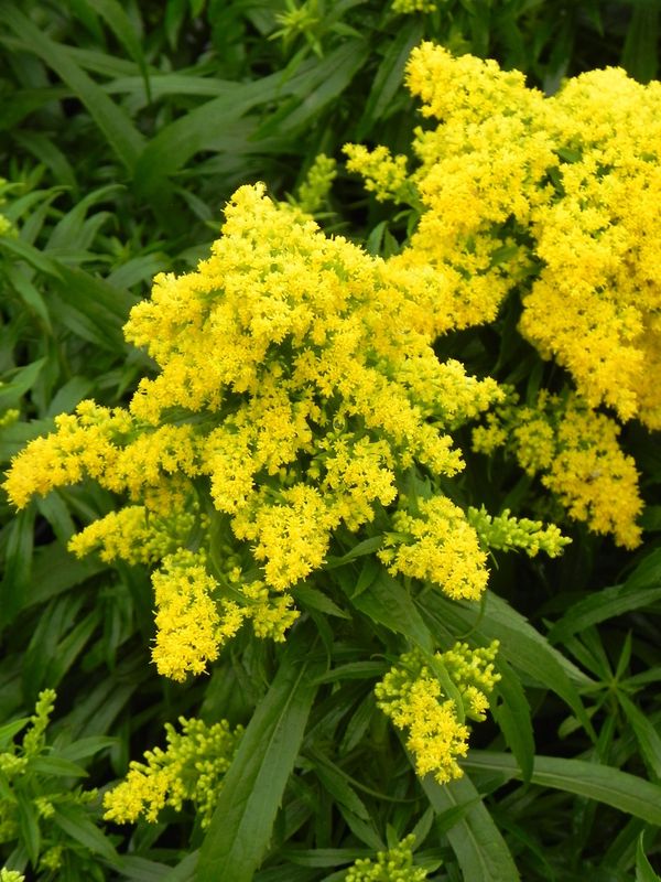 Solidago x cultorum ‘Laurin’