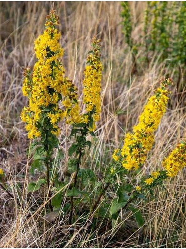 Solidago virgaurea
