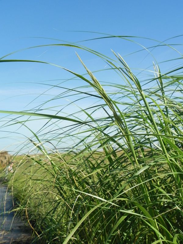 Spartina michauxiana ‘Aureomarginata’