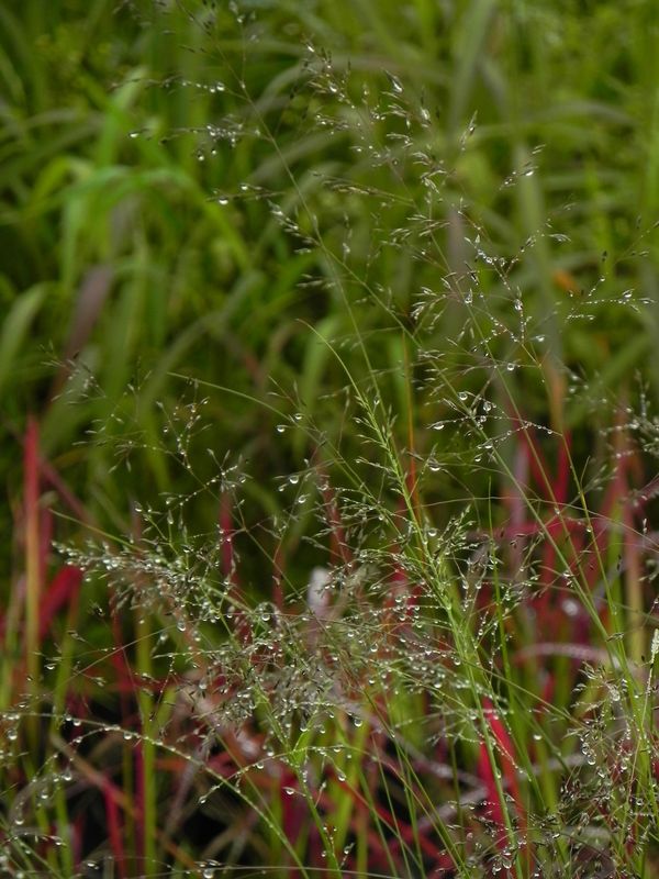 Sporobolus heterolepis