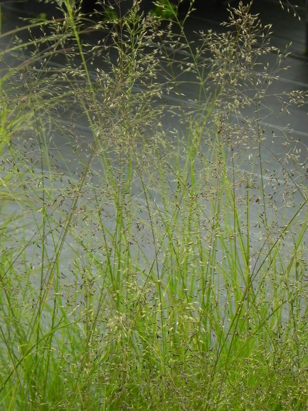 Sporobolus heterolepis