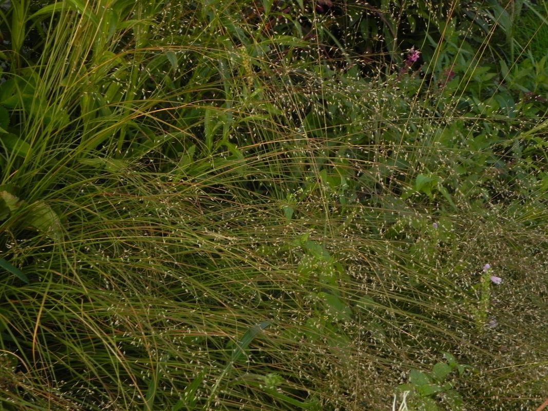 Sporobolus heterolepis