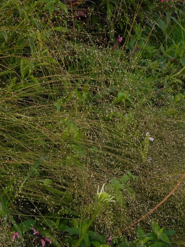 Sporobolus heterolepis