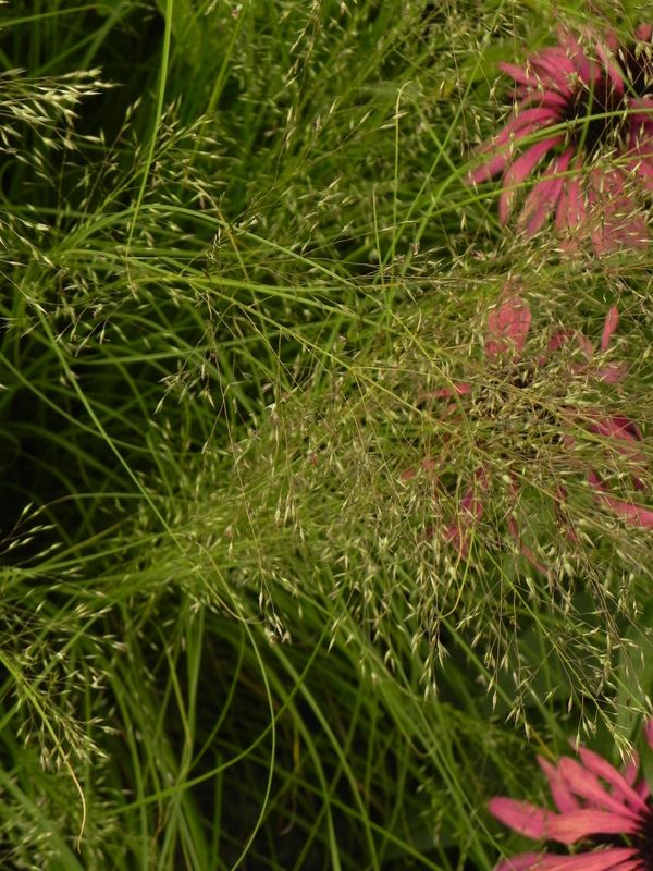 Sporobolus heterolepis