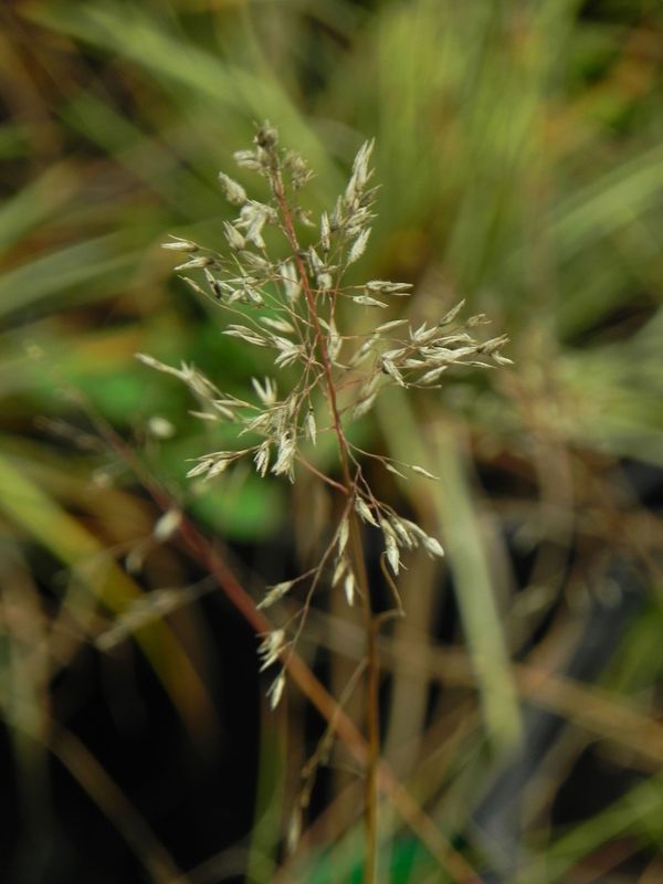 Sporobolus heterolepis