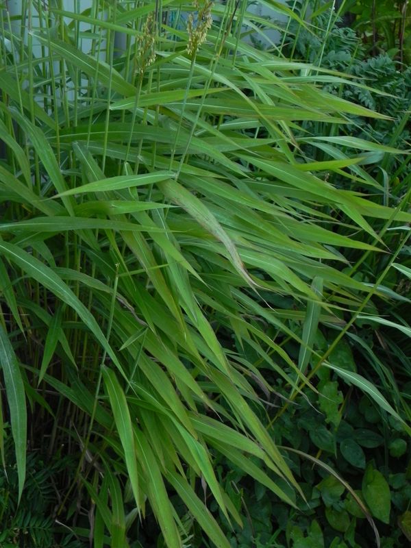 Spodiopogon sibiricus