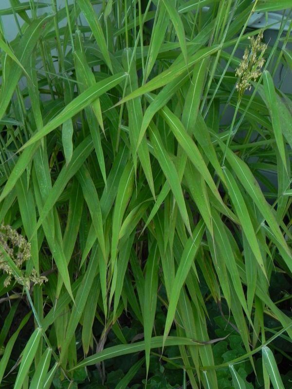 Spodiopogon sibiricus