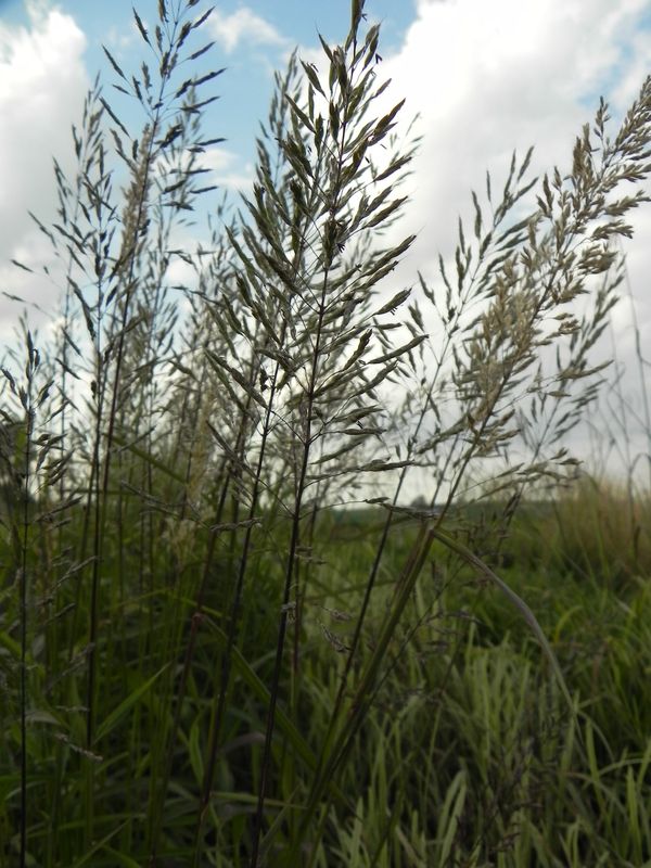 Spodiopogon sibiricus