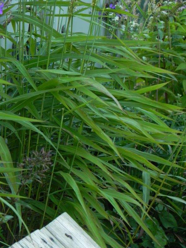 Spodiopogon sibiricus