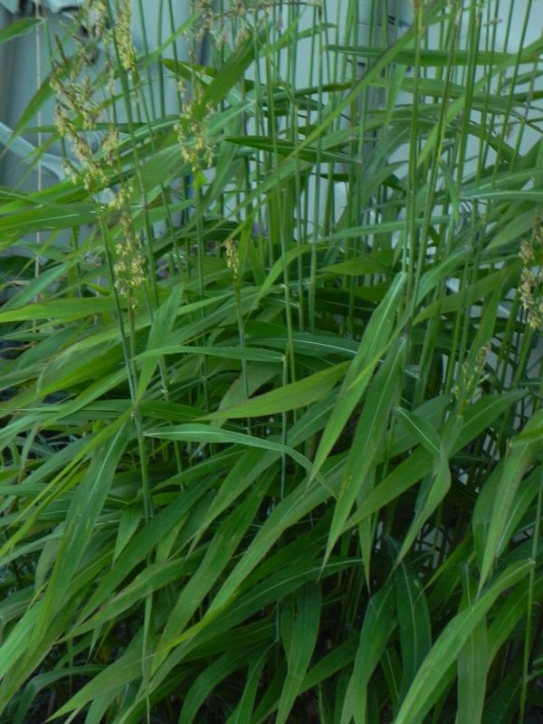 Spodiopogon sibiricus