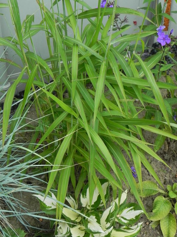Spodiopogon sibiricus