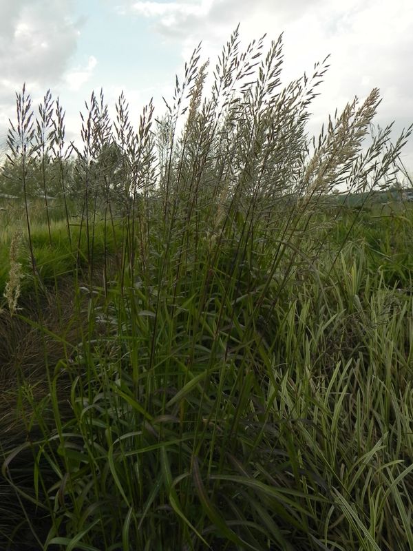 Spodiopogon sibiricus