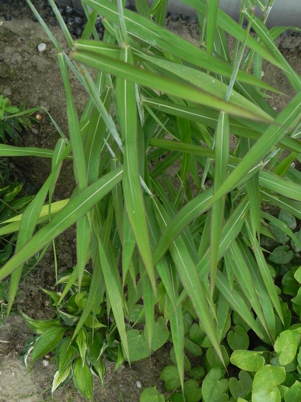 Spodiopogon sibiricus