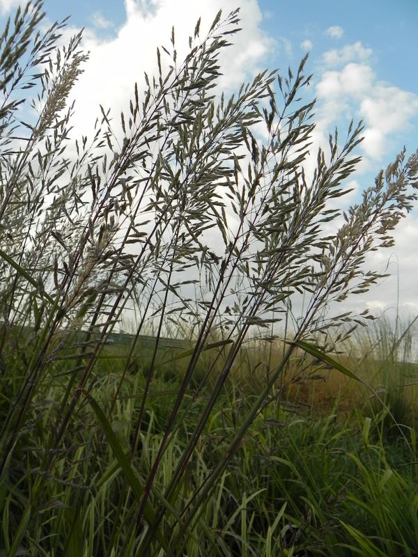 Spodiopogon sibiricus