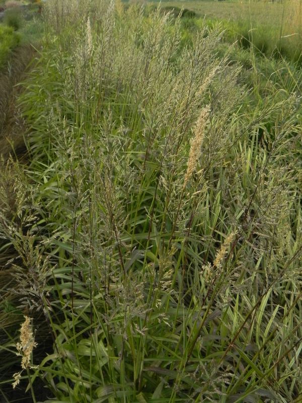Spodiopogon sibiricus