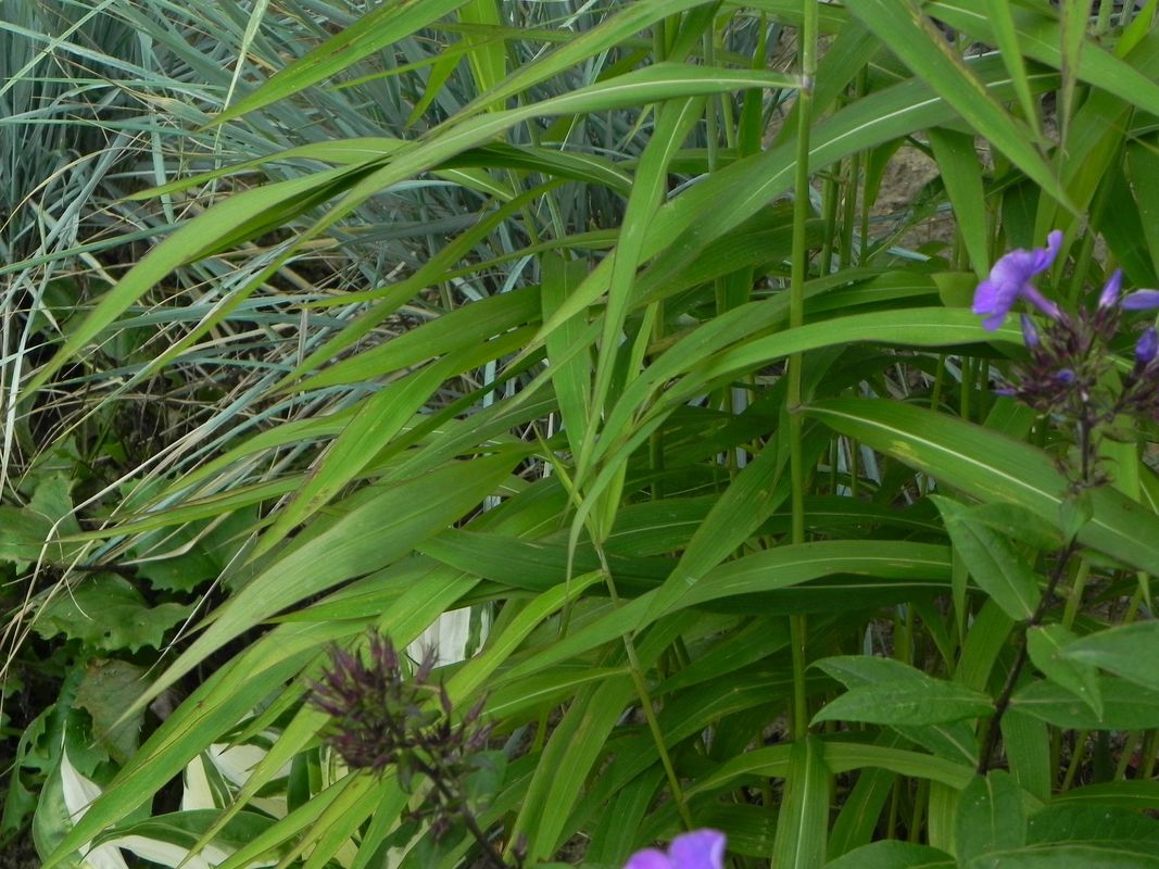 Spodiopogon sibiricus