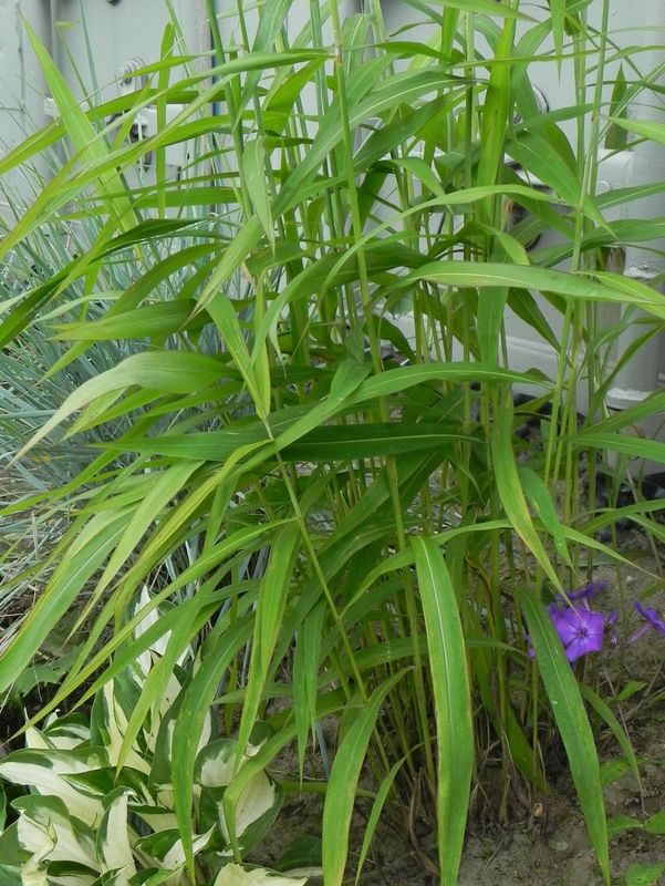 Spodiopogon sibiricus