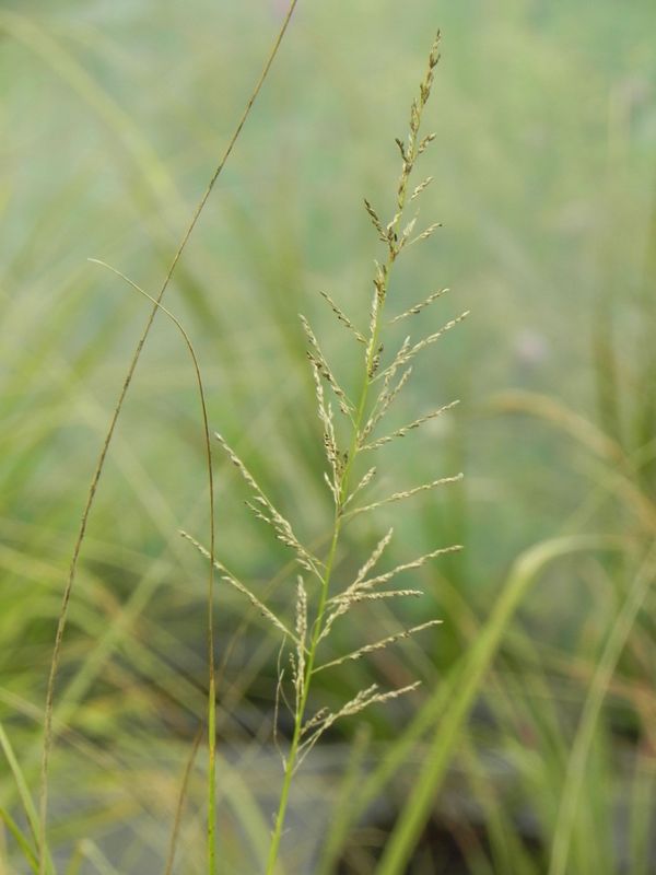 Sporobolus wrightii
