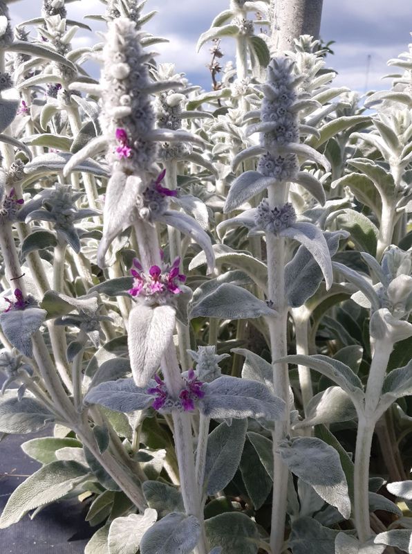 Stachys byzantina