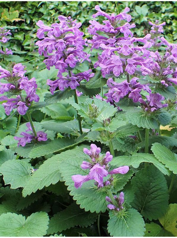 Stachys grandiflorum