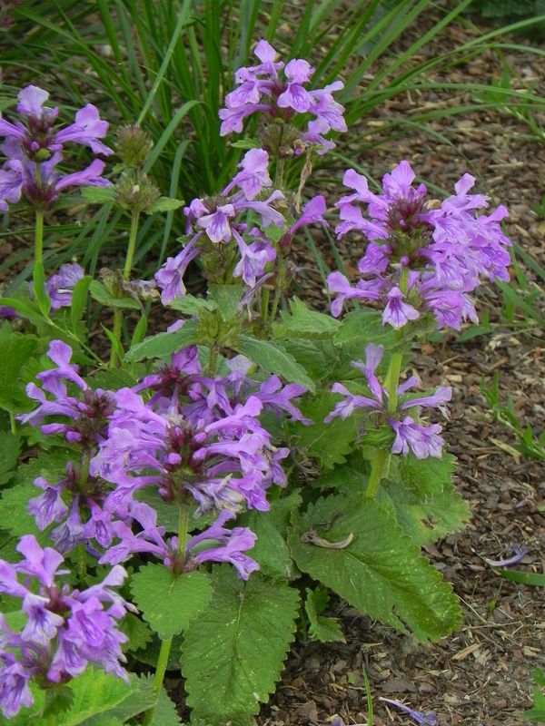 Stachys grandiflorum ‘Superba’
