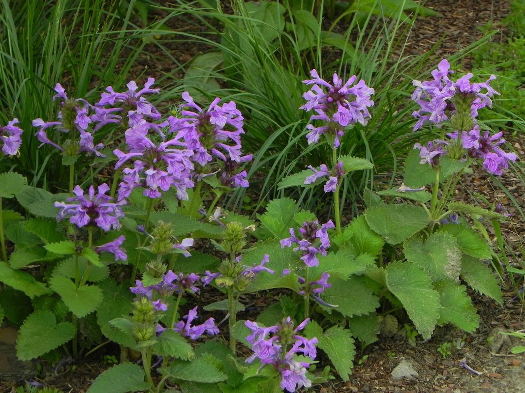 Stachys grandiflorum ‘Superba’