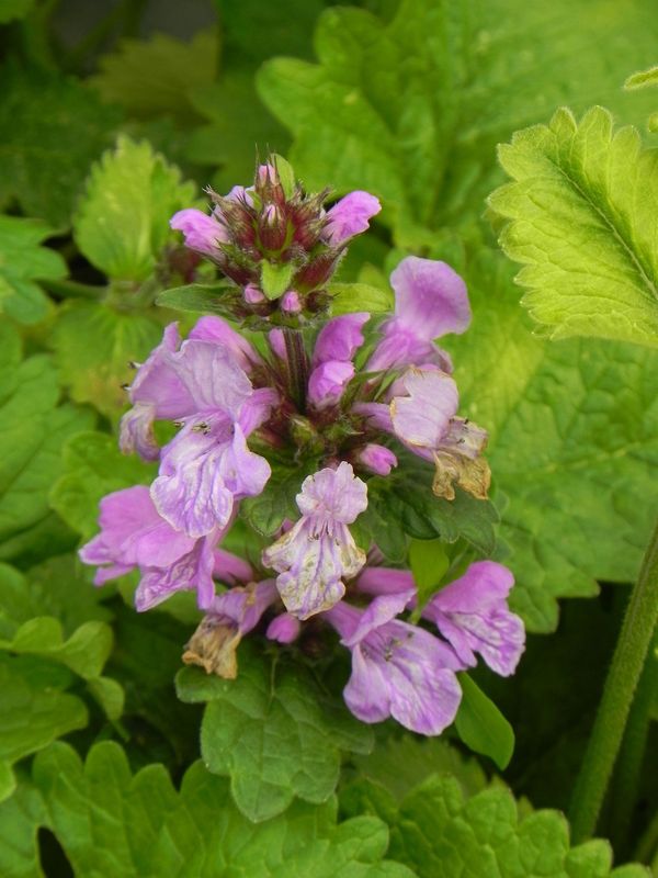 Stachys grandiflorum ‘Superba’