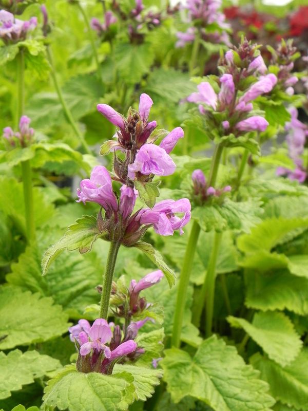 Stachys grandiflorum ‘Superba’