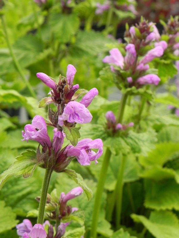 Stachys grandiflorum ‘Superba’
