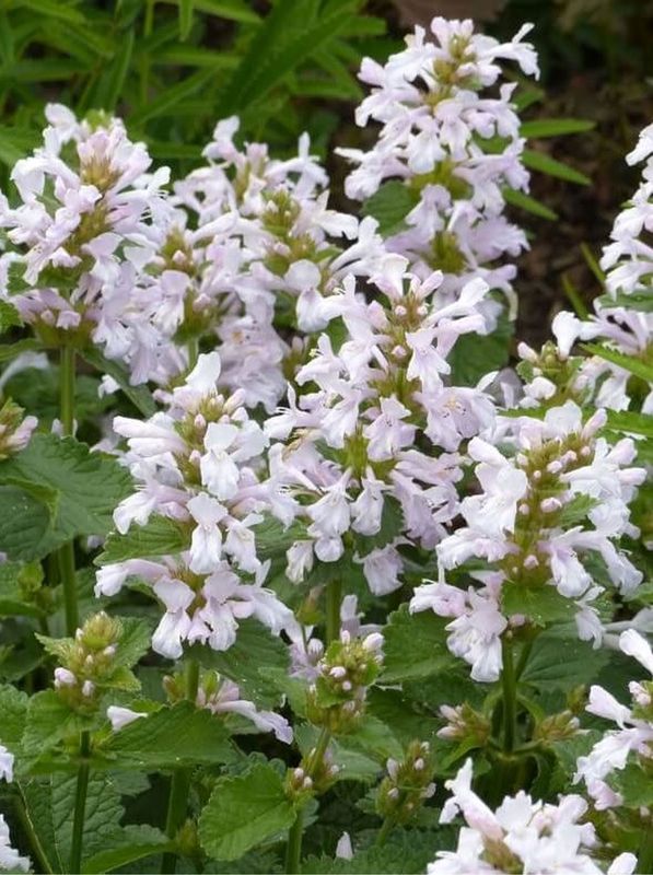 Stachys grandiflorum ‘Morning Blush’