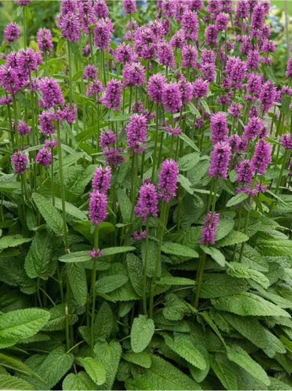 Stachys monieri ‘Hummel’