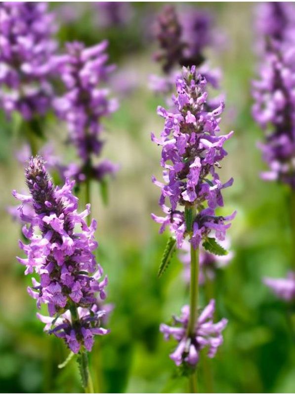 Stachys officinalis