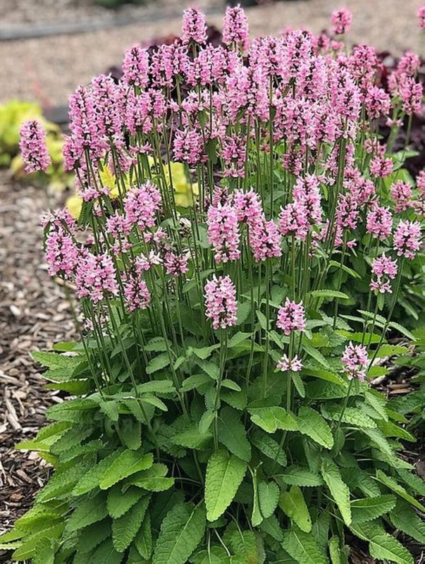 Stachys officinalis ‘Pink Cotton Candy’