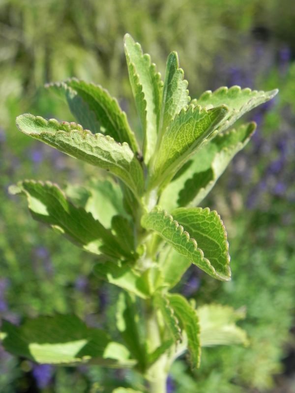 Stevia rebaudiana